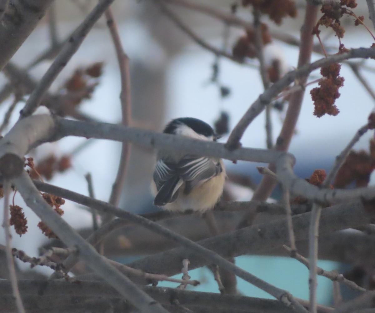 Black-capped Chickadee - ML646144054