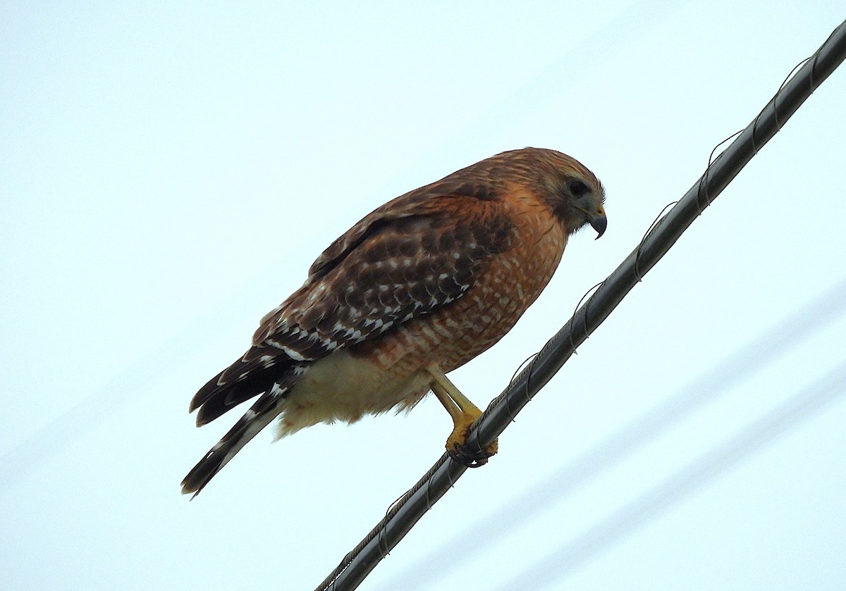 Red-shouldered Hawk - ML646144055