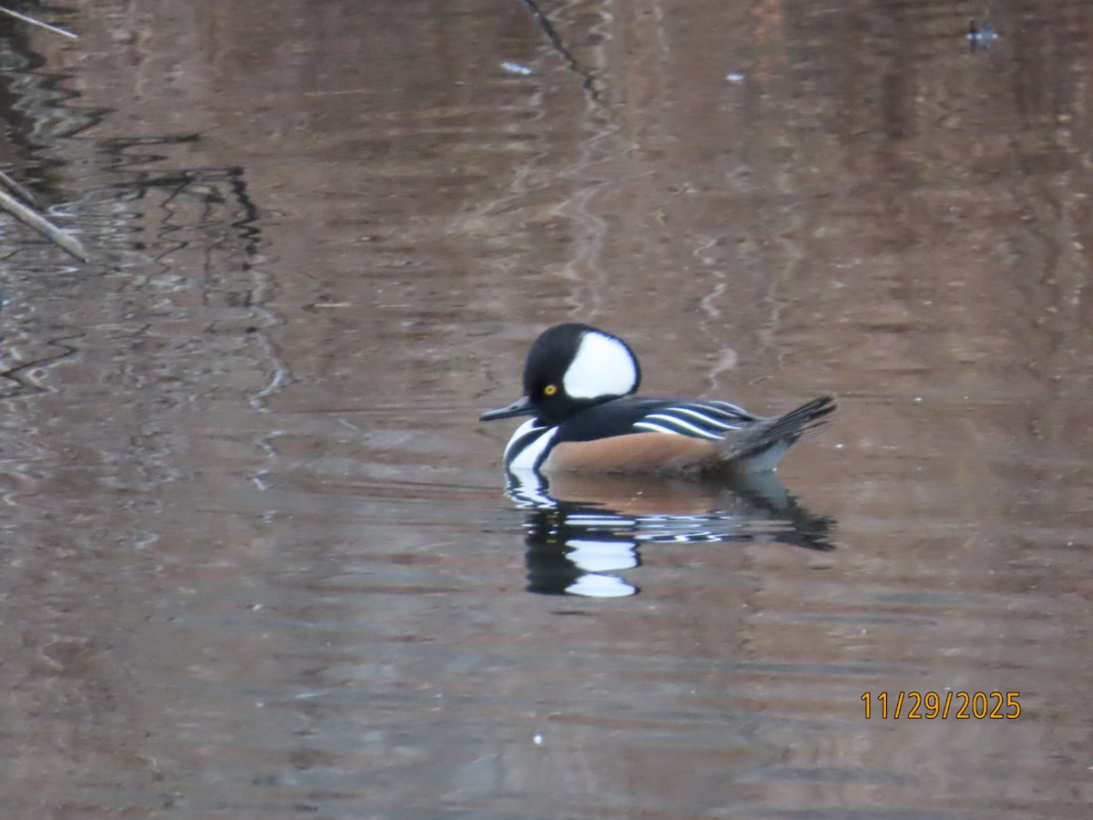 オウギアイサ - ML646144060