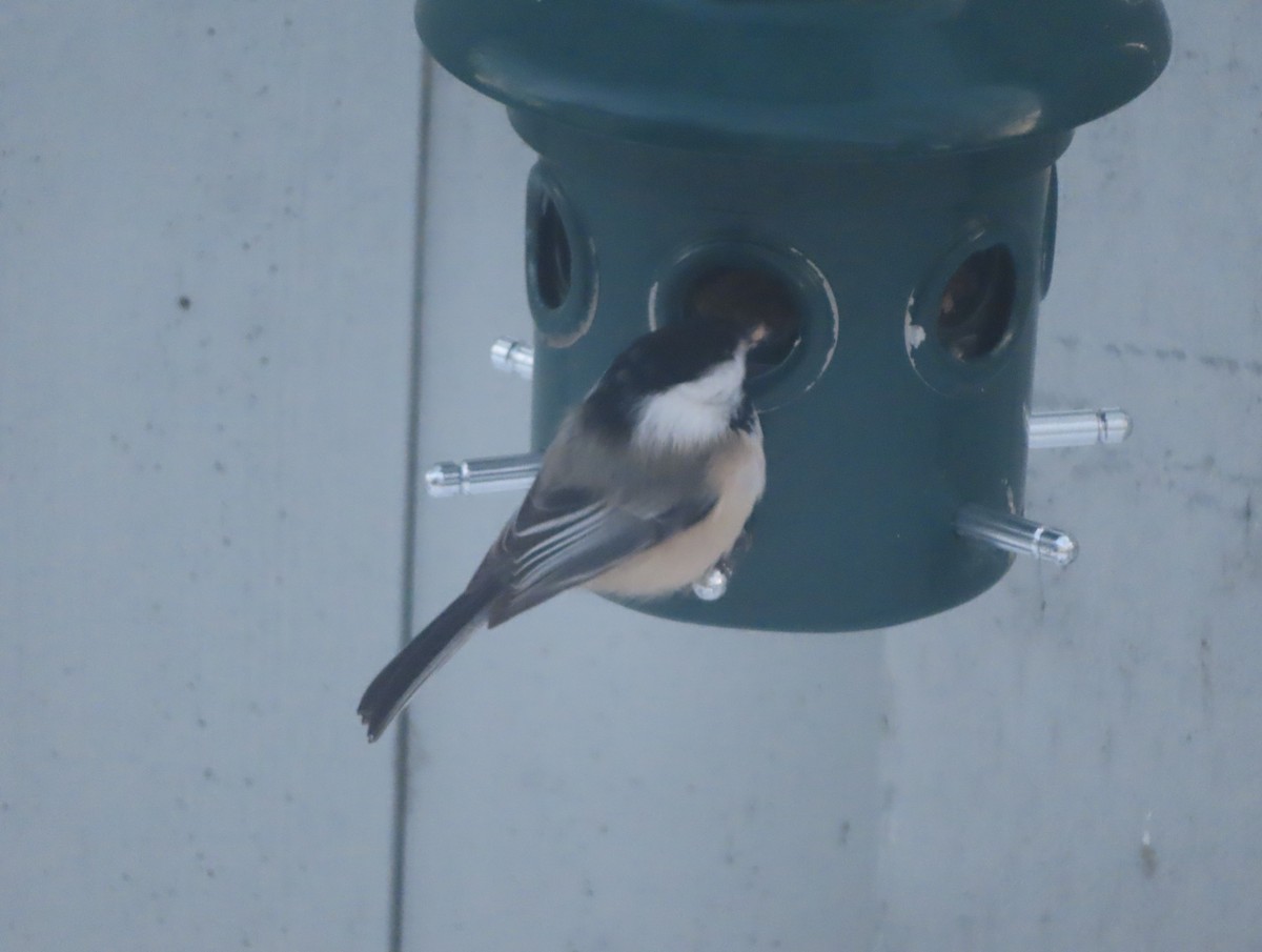 Black-capped Chickadee - ML646144076