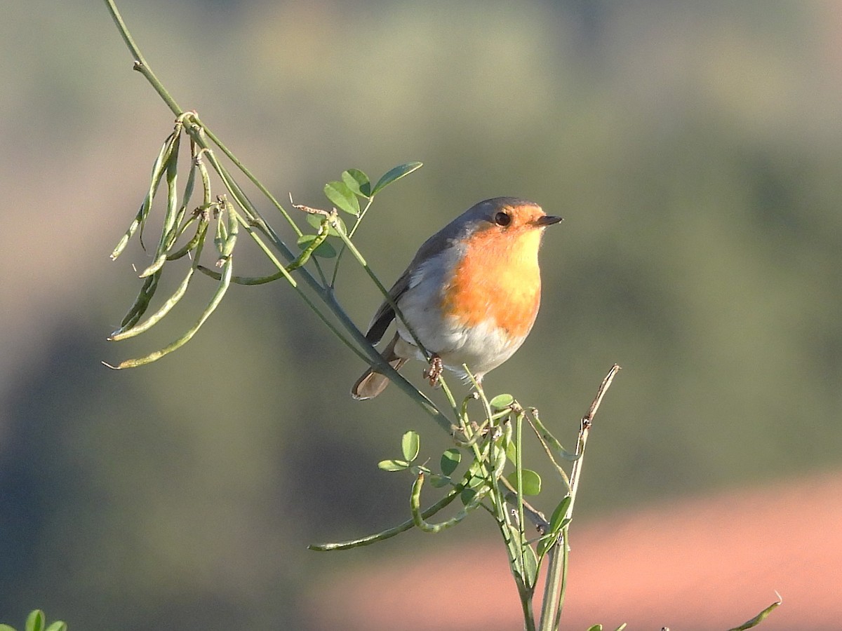 European Robin - ML646144077