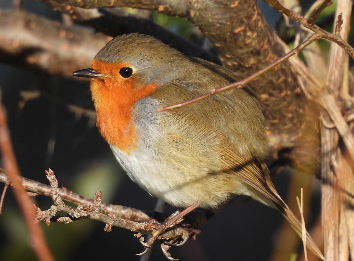 European Robin - ML646144078