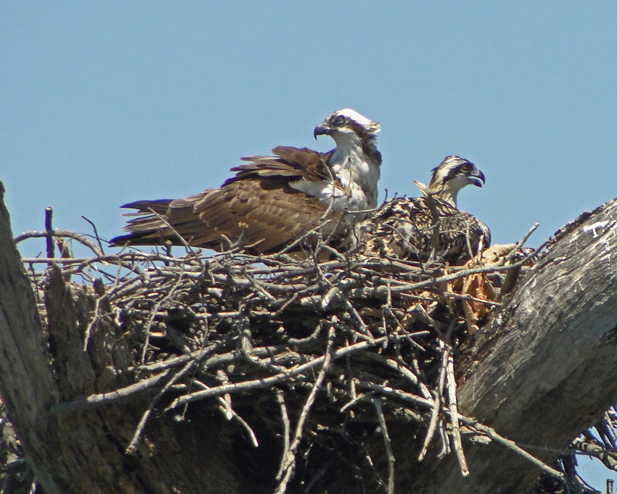 Arrano arrantzalea - ML646144079