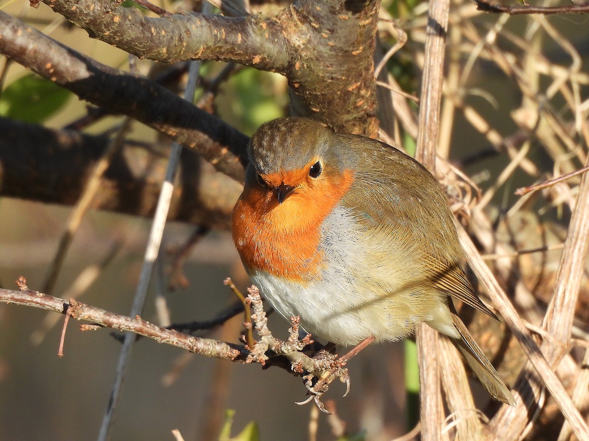 European Robin - ML646144080