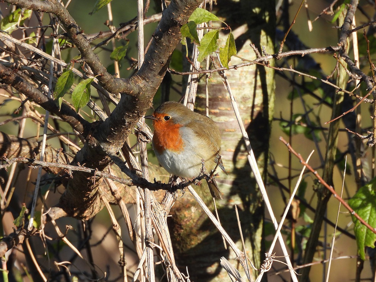 European Robin - ML646144081