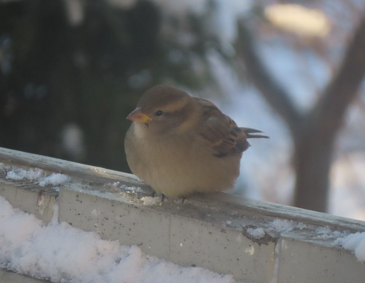 House Sparrow - ML646144100