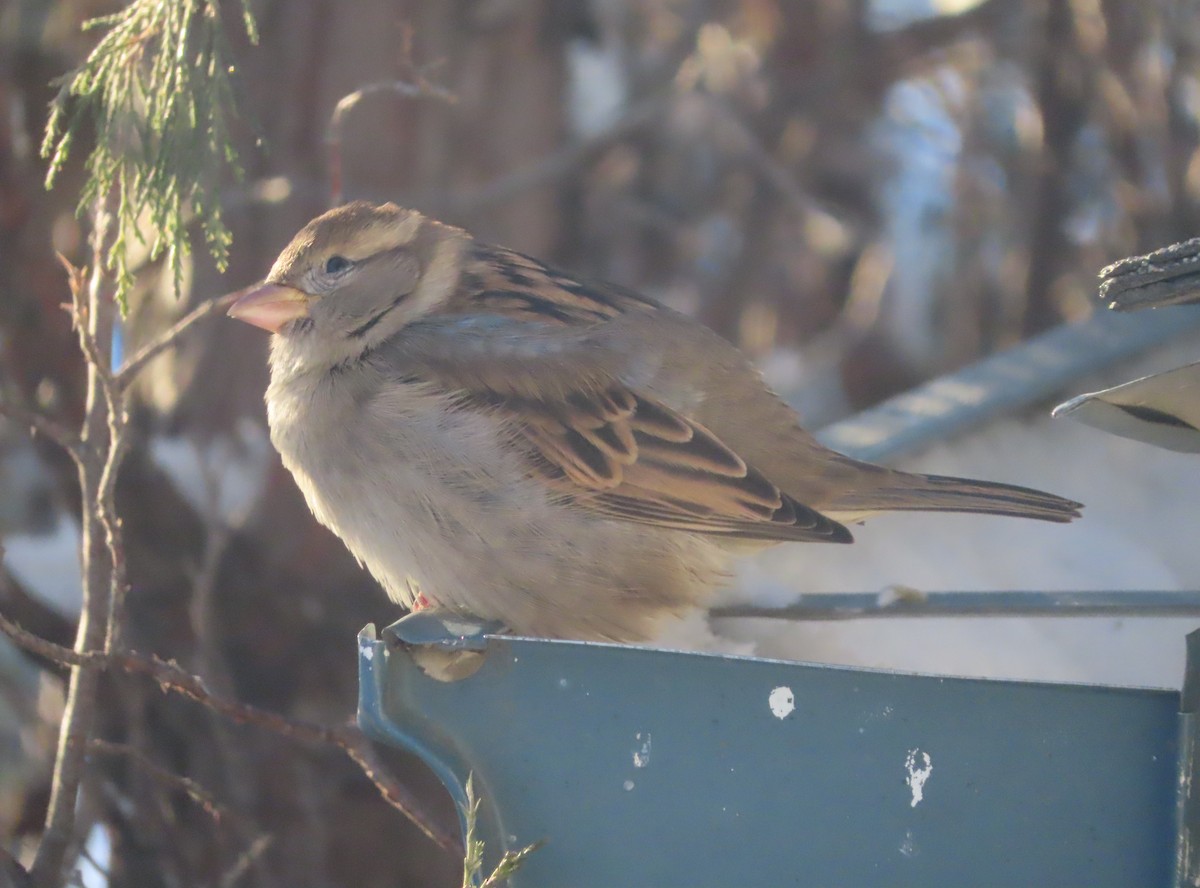 House Sparrow - ML646144111