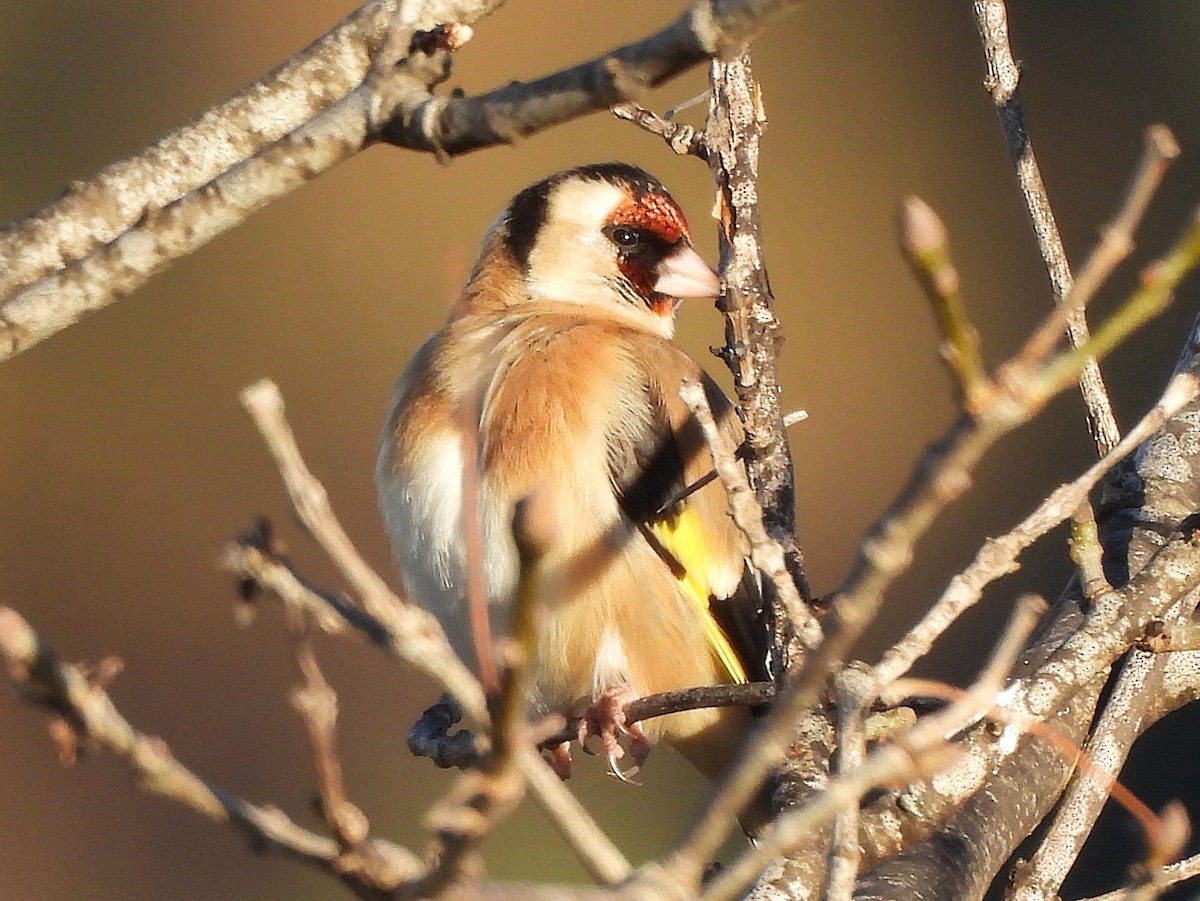 European Goldfinch - ML646144117