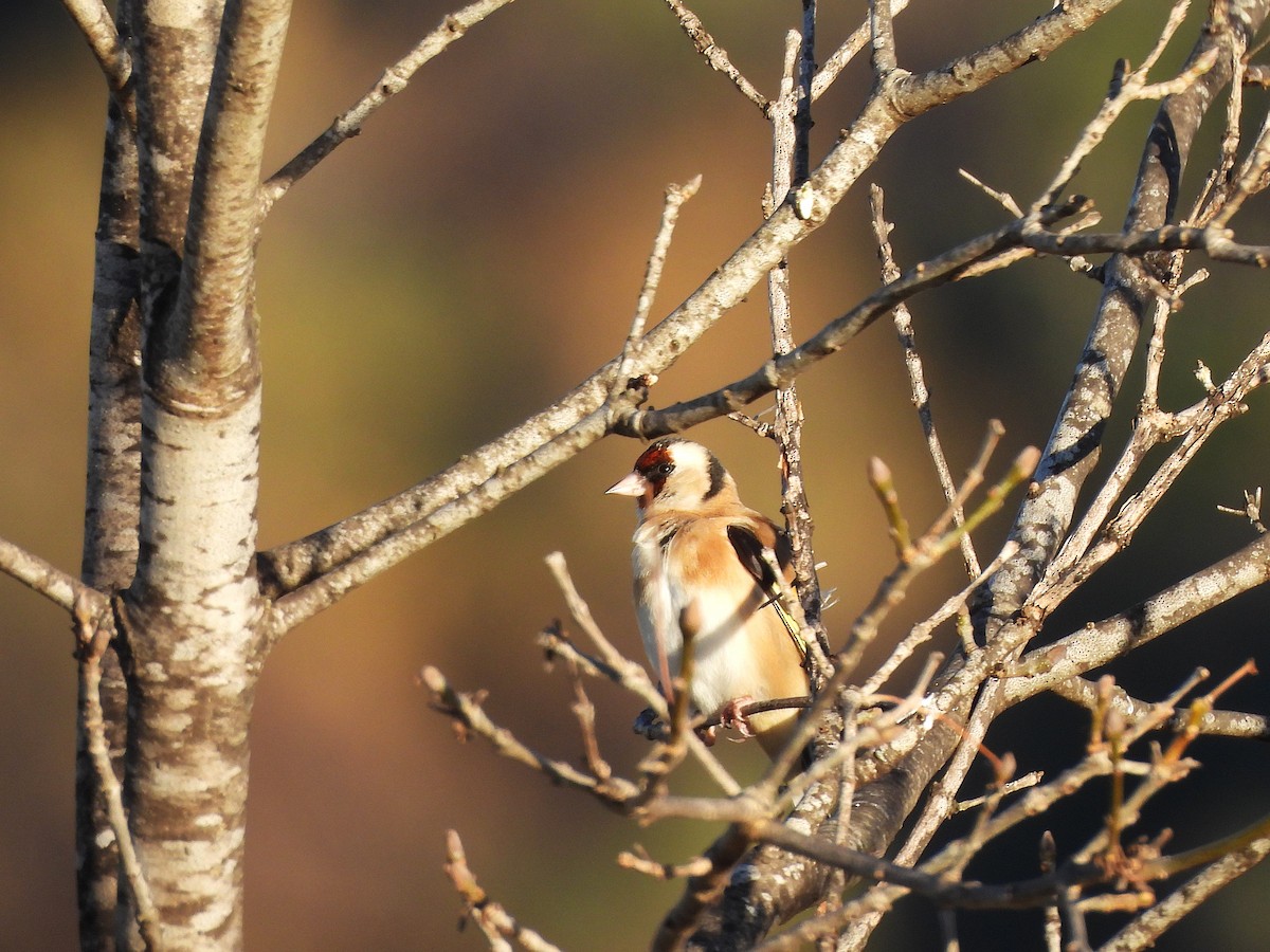 European Goldfinch - ML646144119