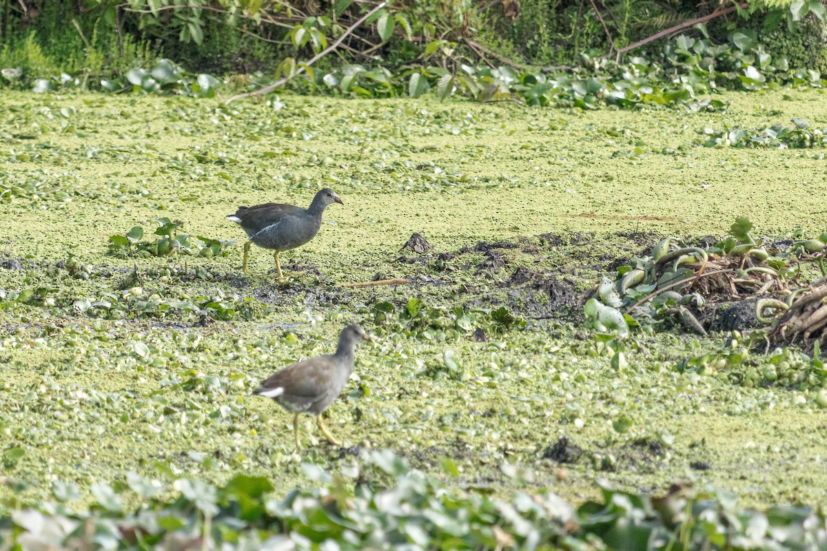 slípka americká - ML646144128