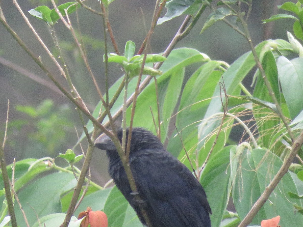 glattnebbani - ML646144133