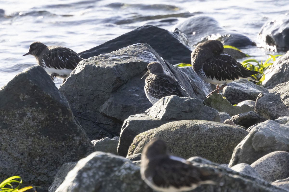 Rock Sandpiper - ML646144135
