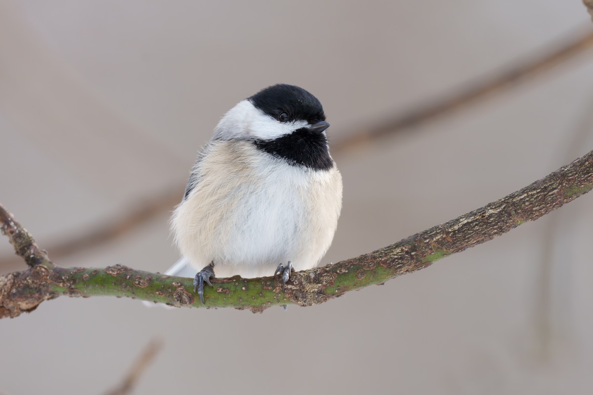 Carolina Chickadee - ML646144136