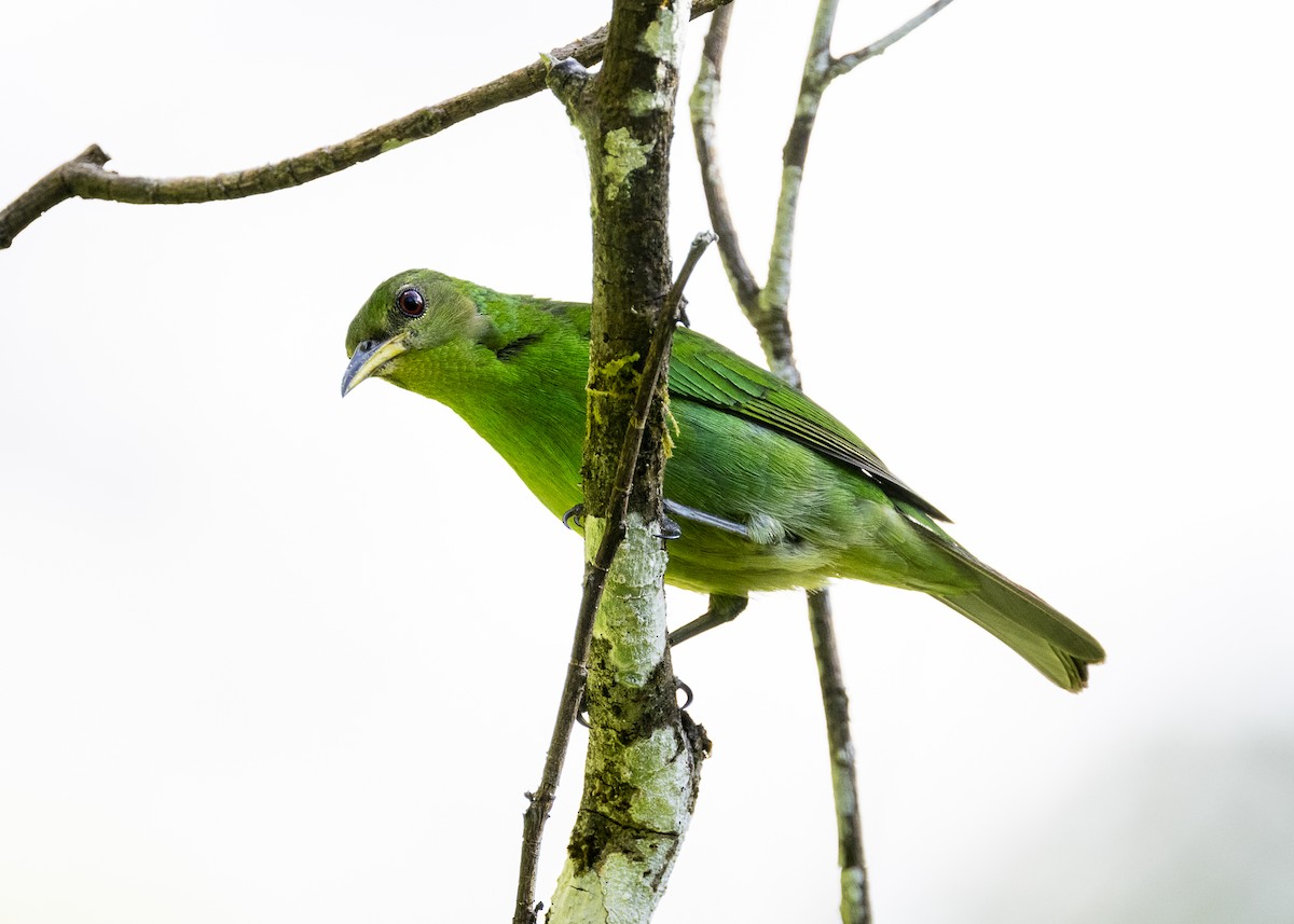 Green Honeycreeper - ML646144137