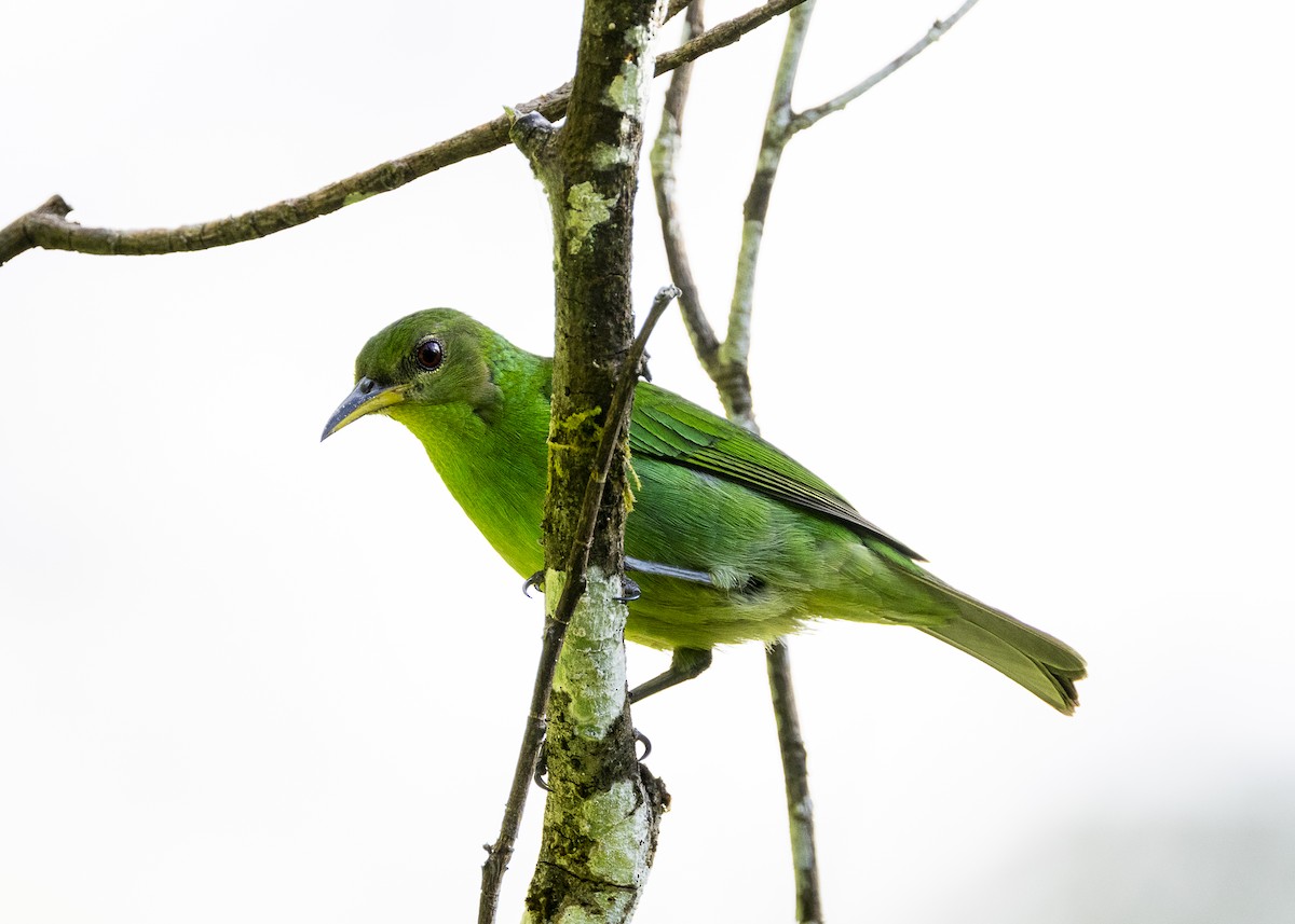 Green Honeycreeper - ML646144139