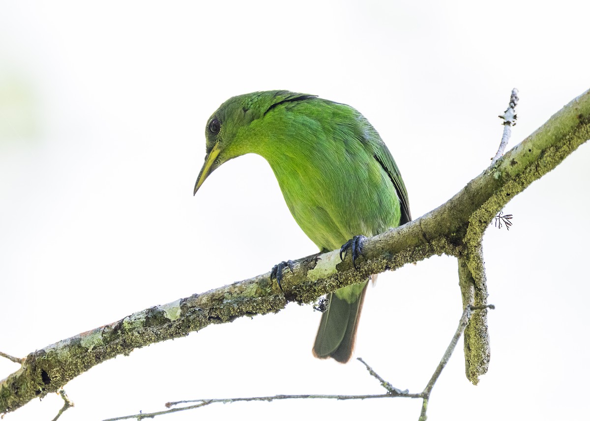 Green Honeycreeper - ML646144140