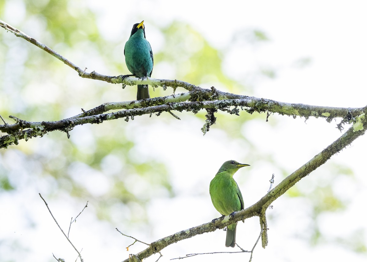 Green Honeycreeper - ML646144141