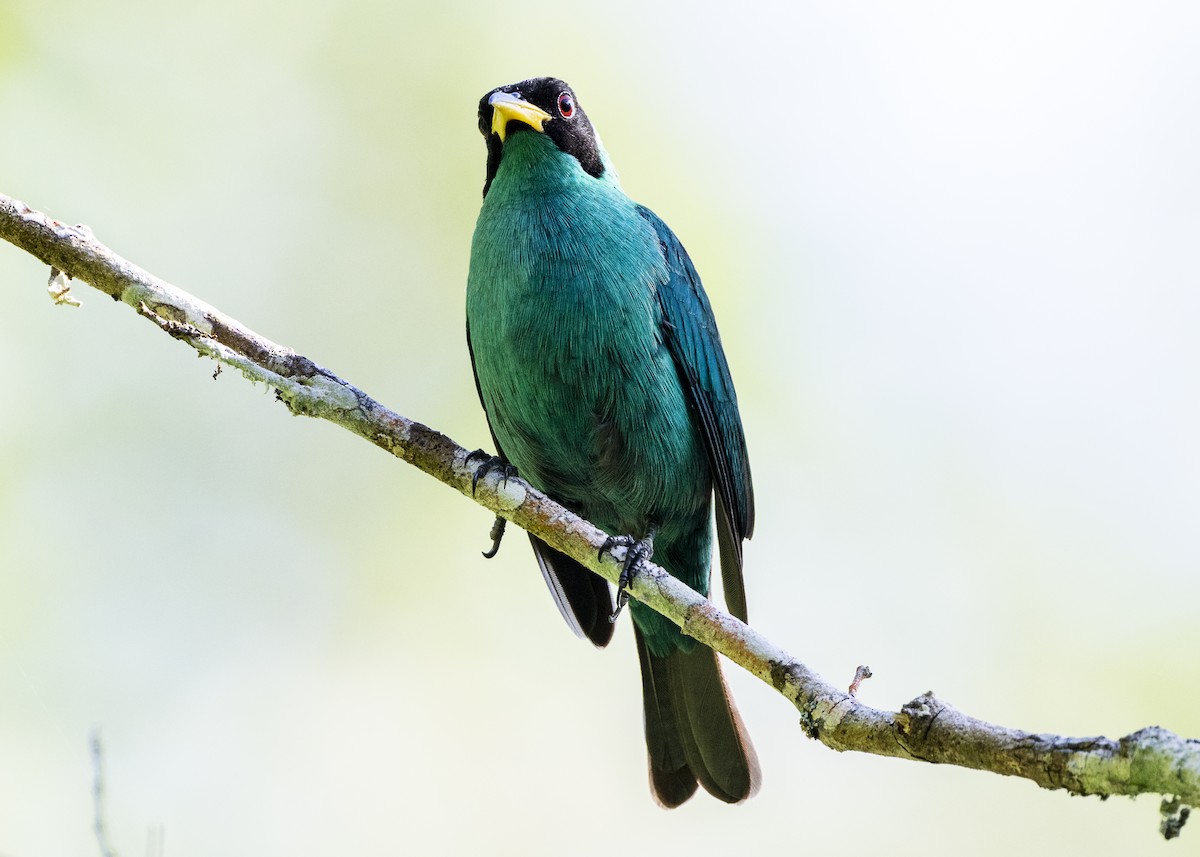 Green Honeycreeper - ML646144142
