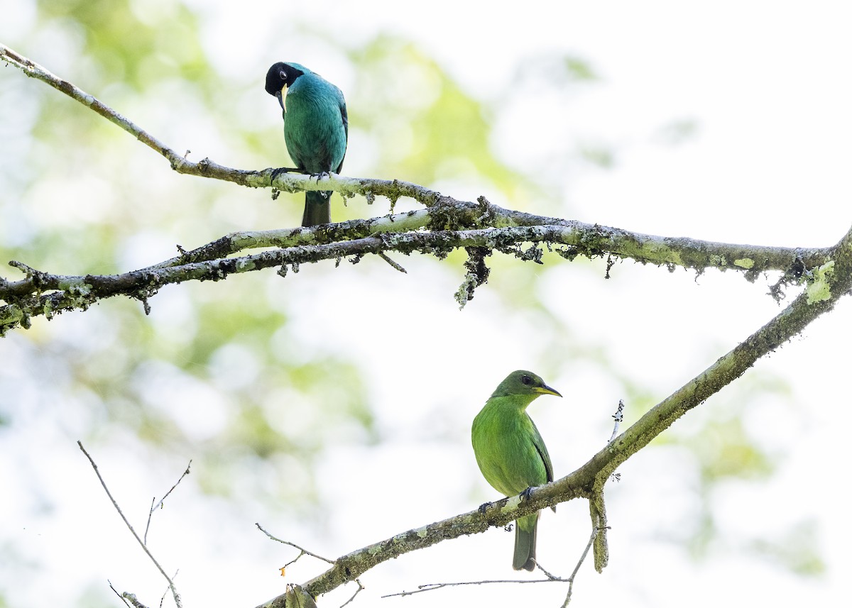 Green Honeycreeper - ML646144143