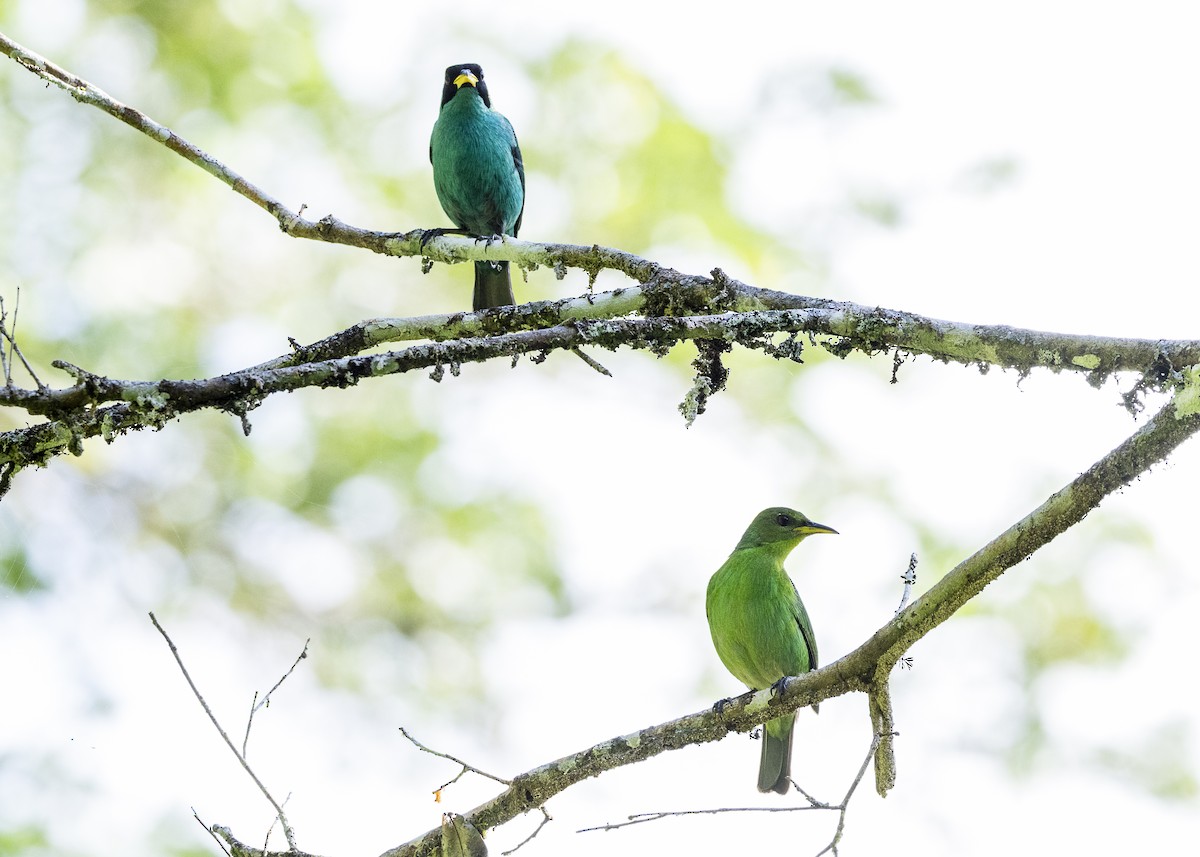 Green Honeycreeper - ML646144144