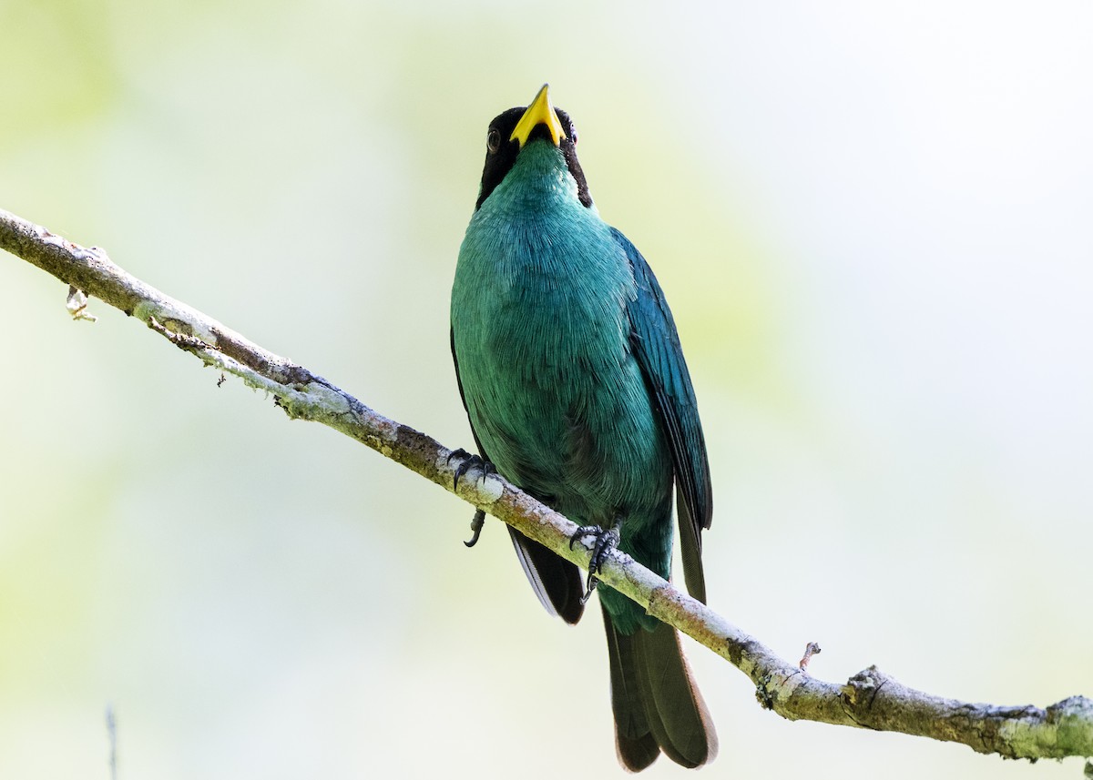 Green Honeycreeper - ML646144145