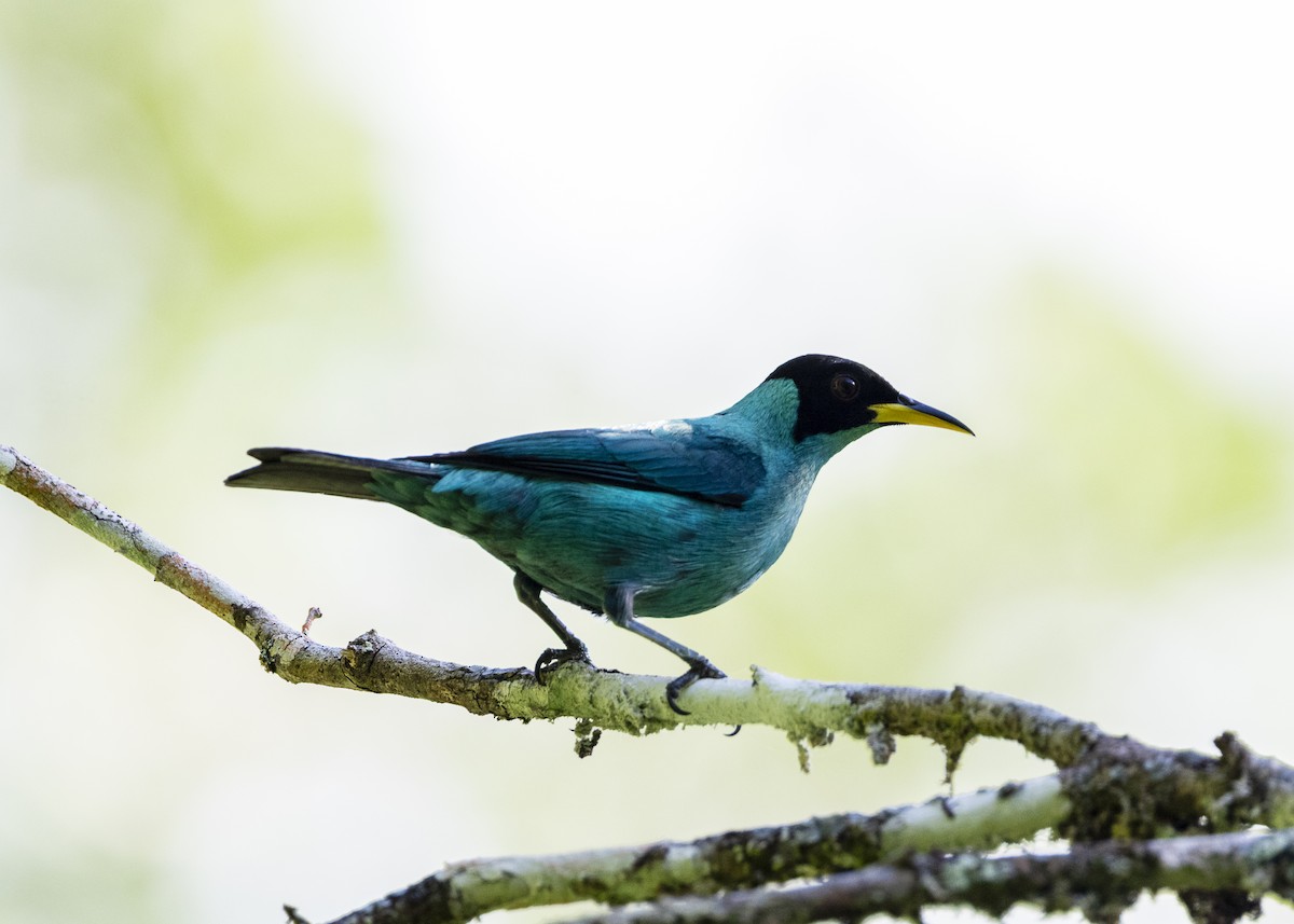 Green Honeycreeper - ML646144146