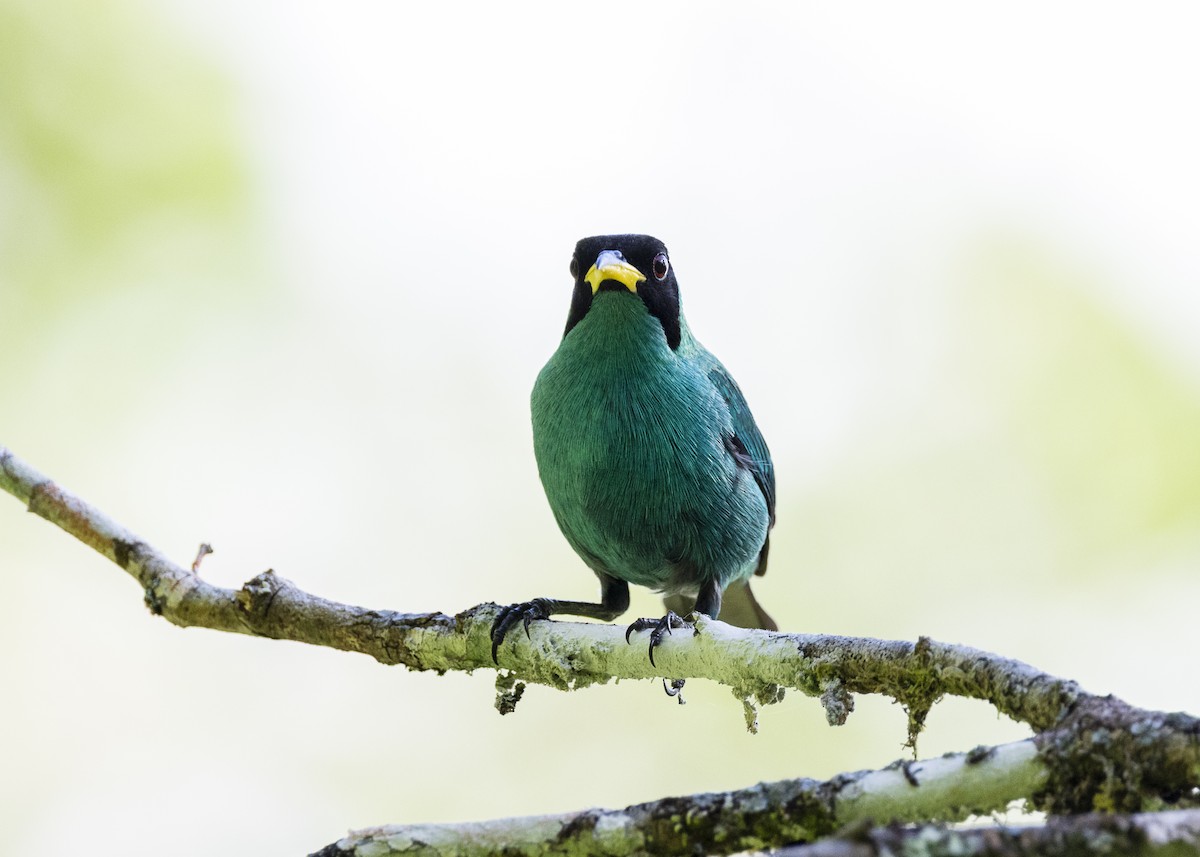 Green Honeycreeper - ML646144147