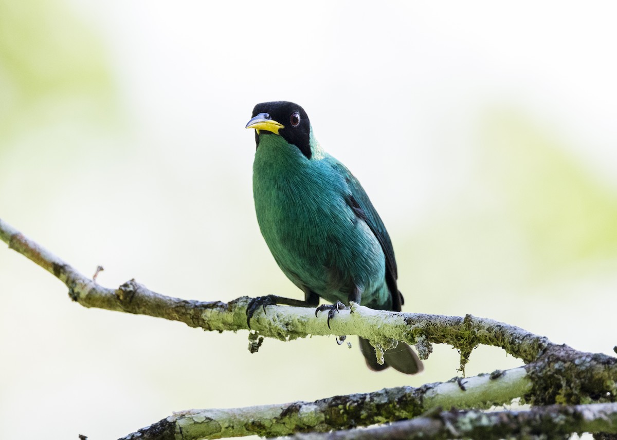 Green Honeycreeper - ML646144148