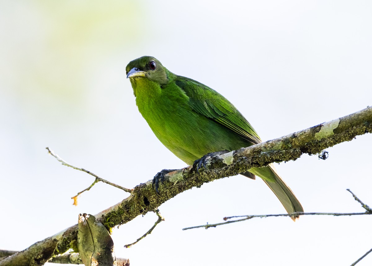 Green Honeycreeper - ML646144149