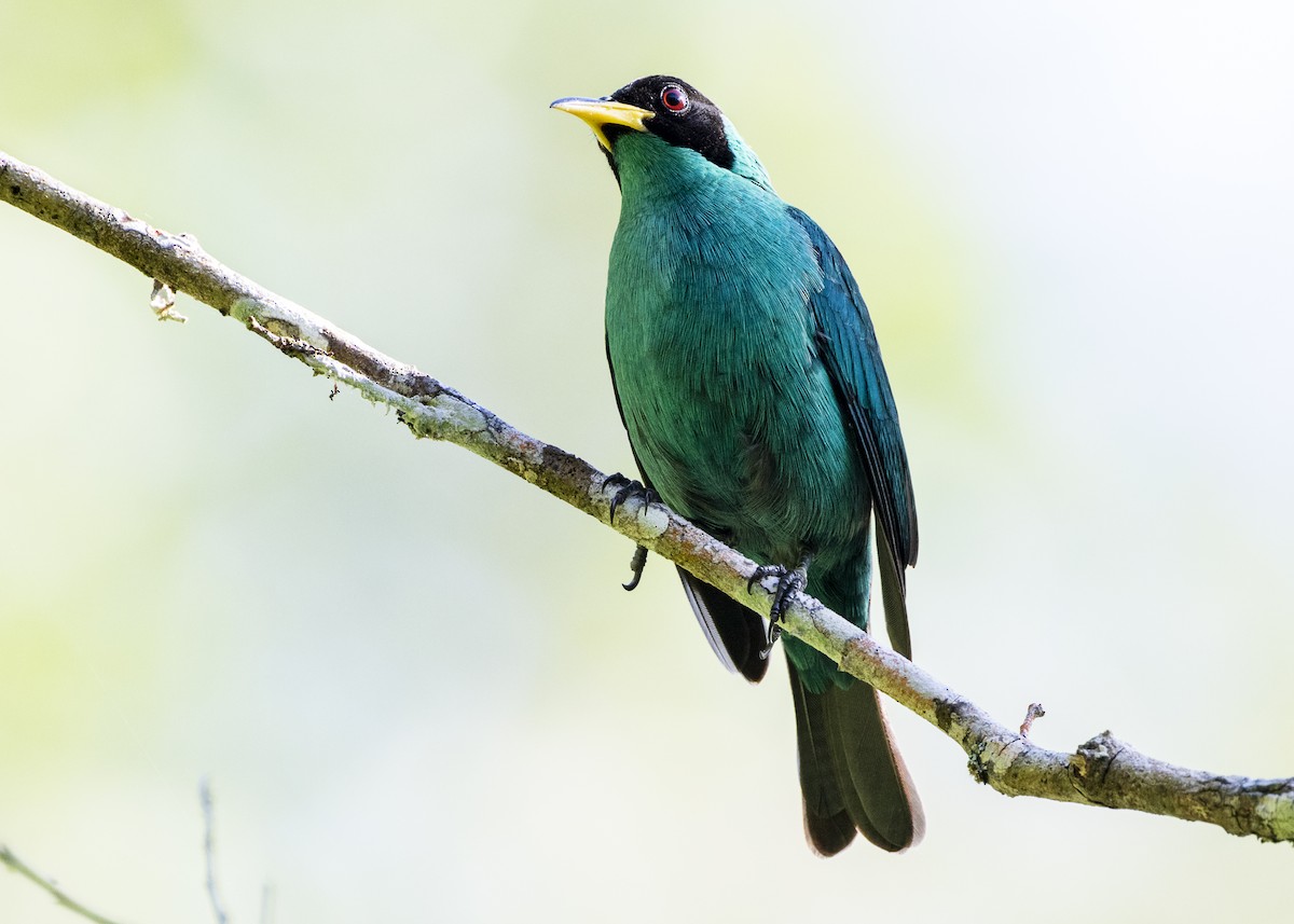 Green Honeycreeper - ML646144150