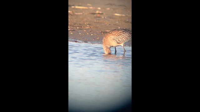 Kıyı Çamurçulluğu - ML646144151