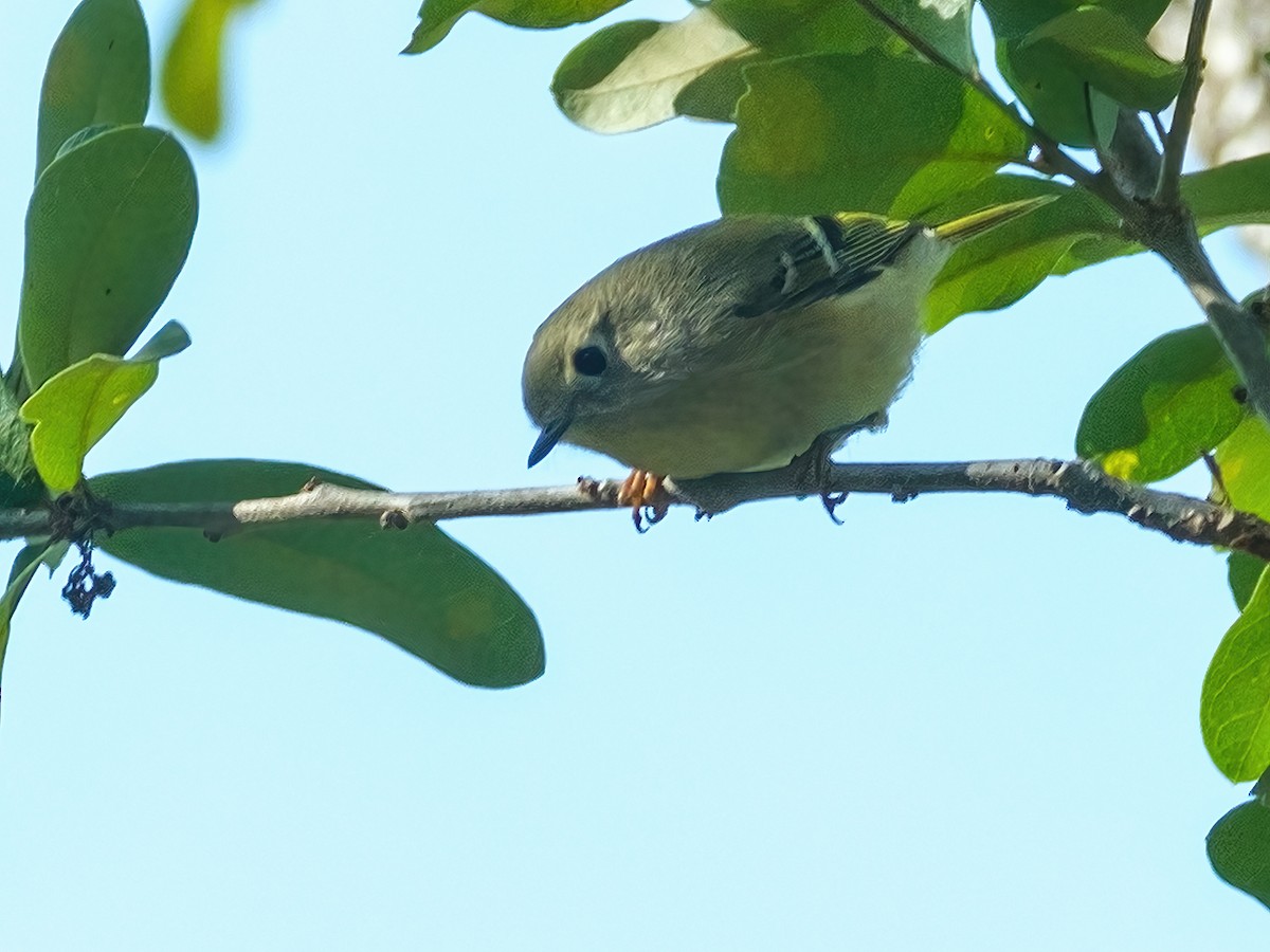 Erregetxo mottogorria - ML646144152