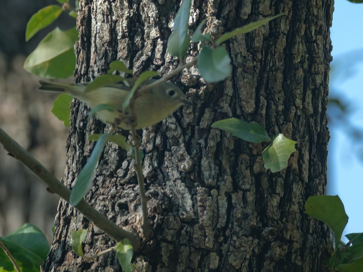 Erregetxo mottogorria - ML646144153