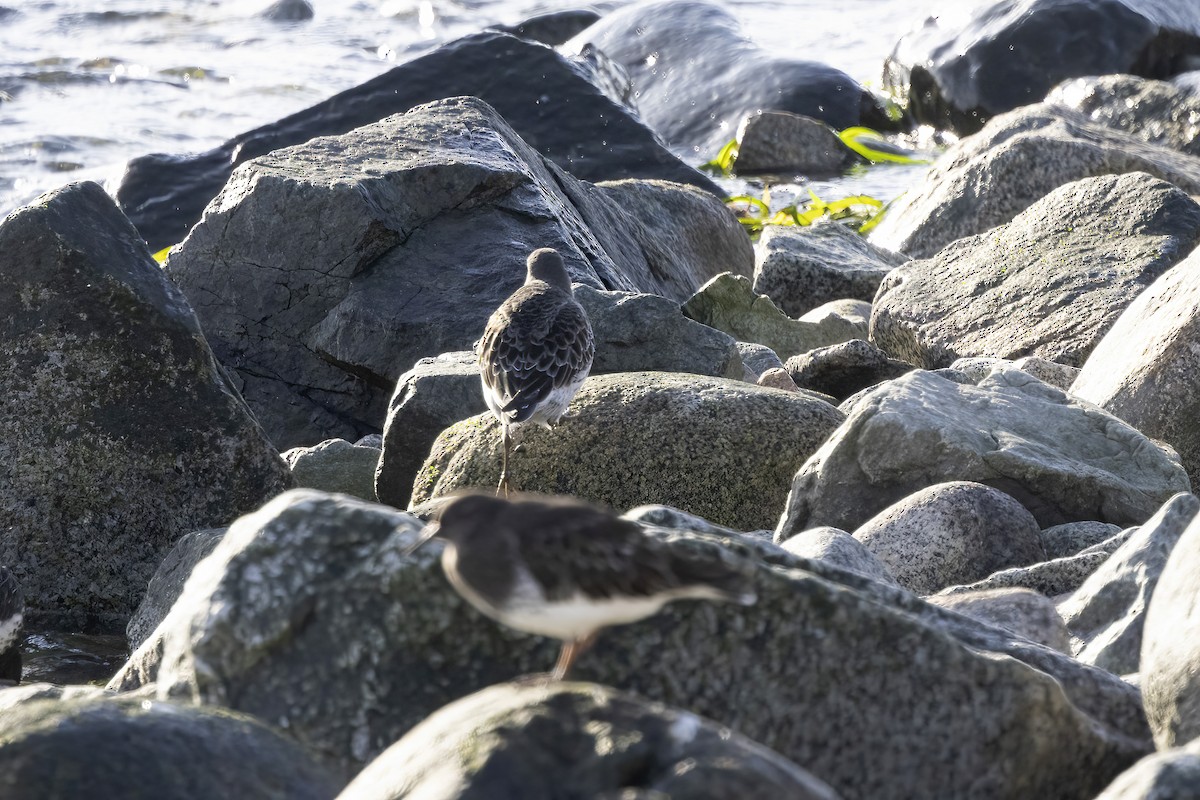 Rock Sandpiper - ML646144154