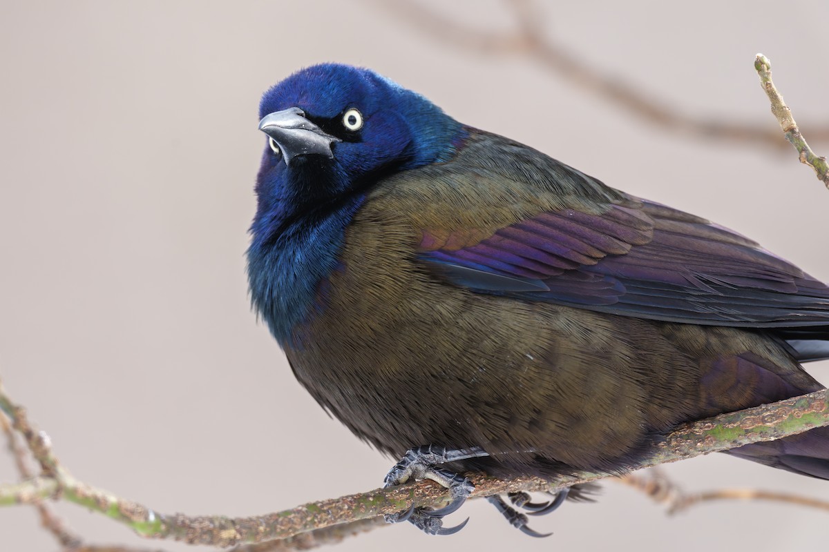 Common Grackle - ML646144155