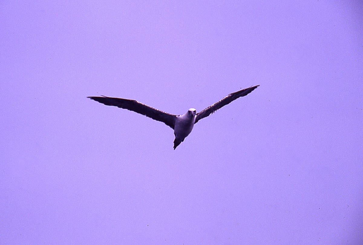 Zanga arrunta - ML646144156