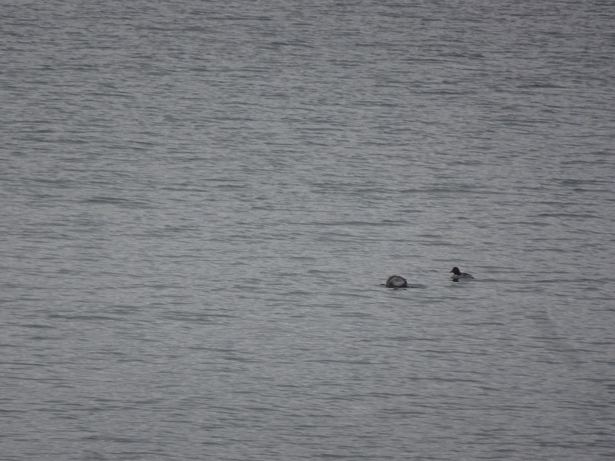 Common Goldeneye - ML646144157