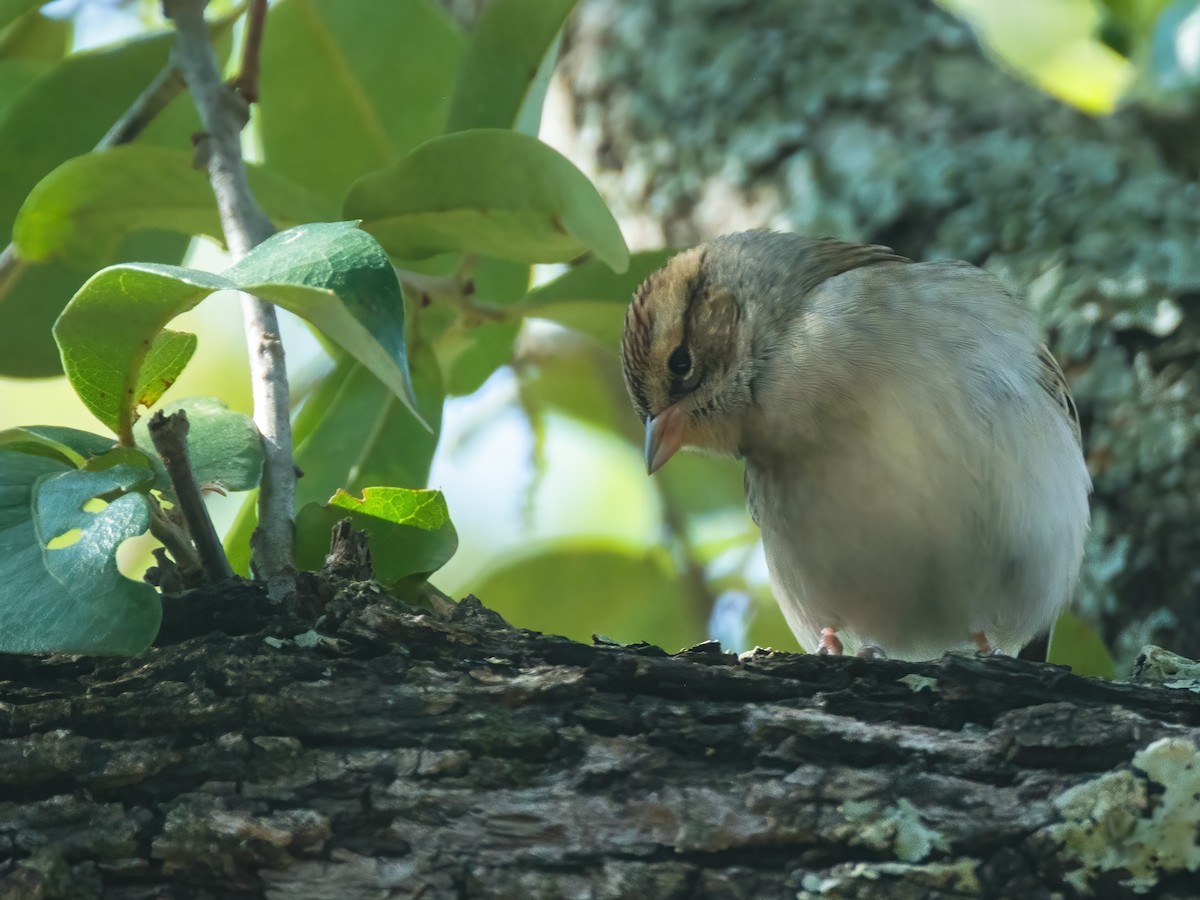 Chipping Sparrow - ML646144158