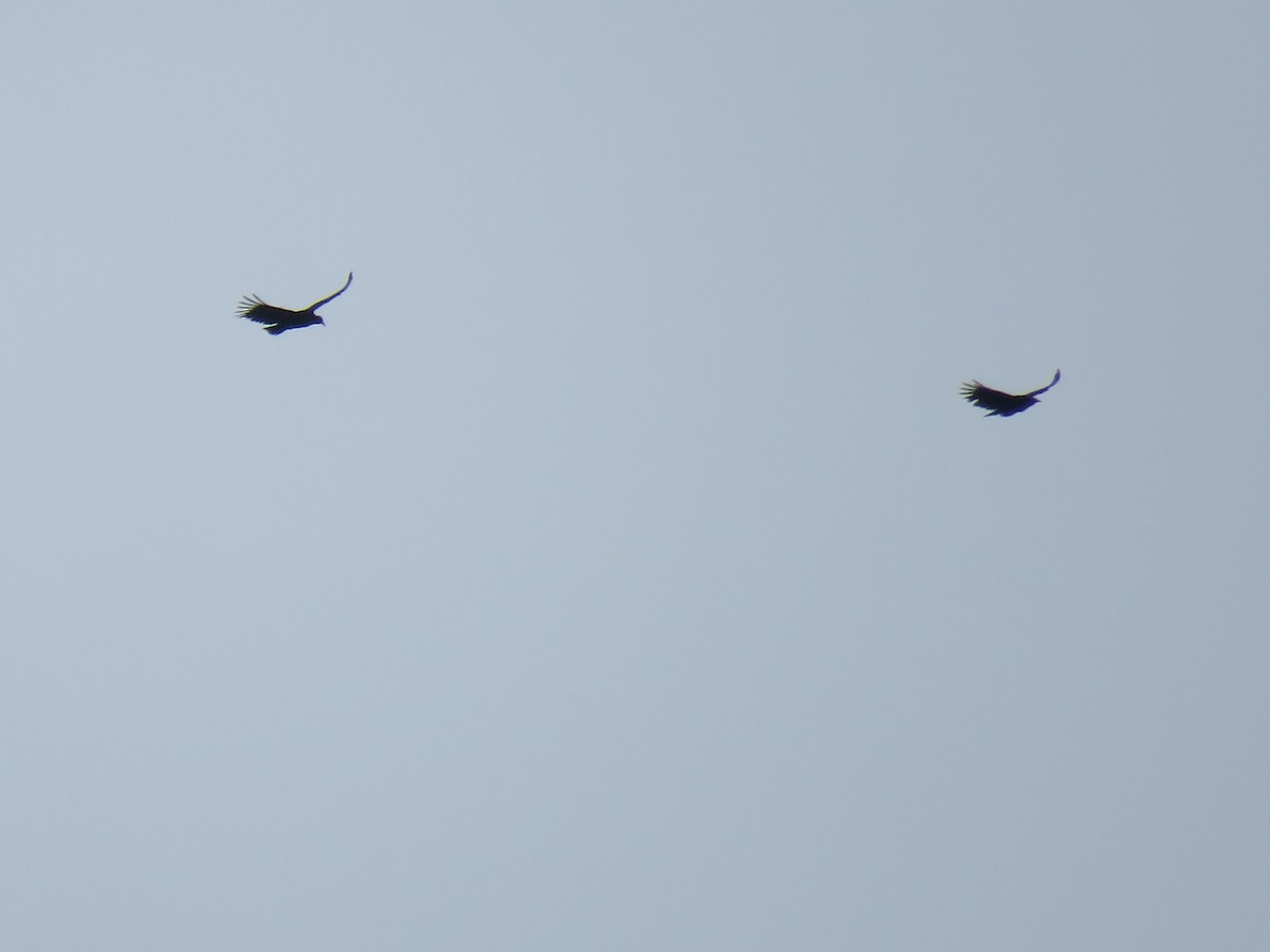 Zopilote beltza - ML646144159