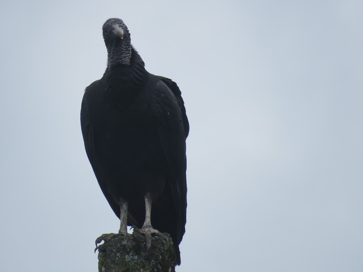 Zopilote beltza - ML646144160