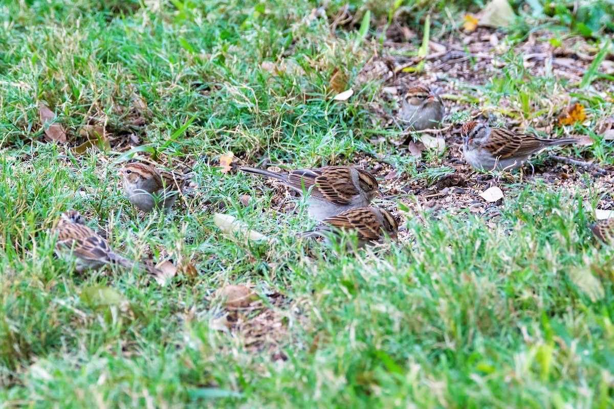Chipping Sparrow - ML646144161
