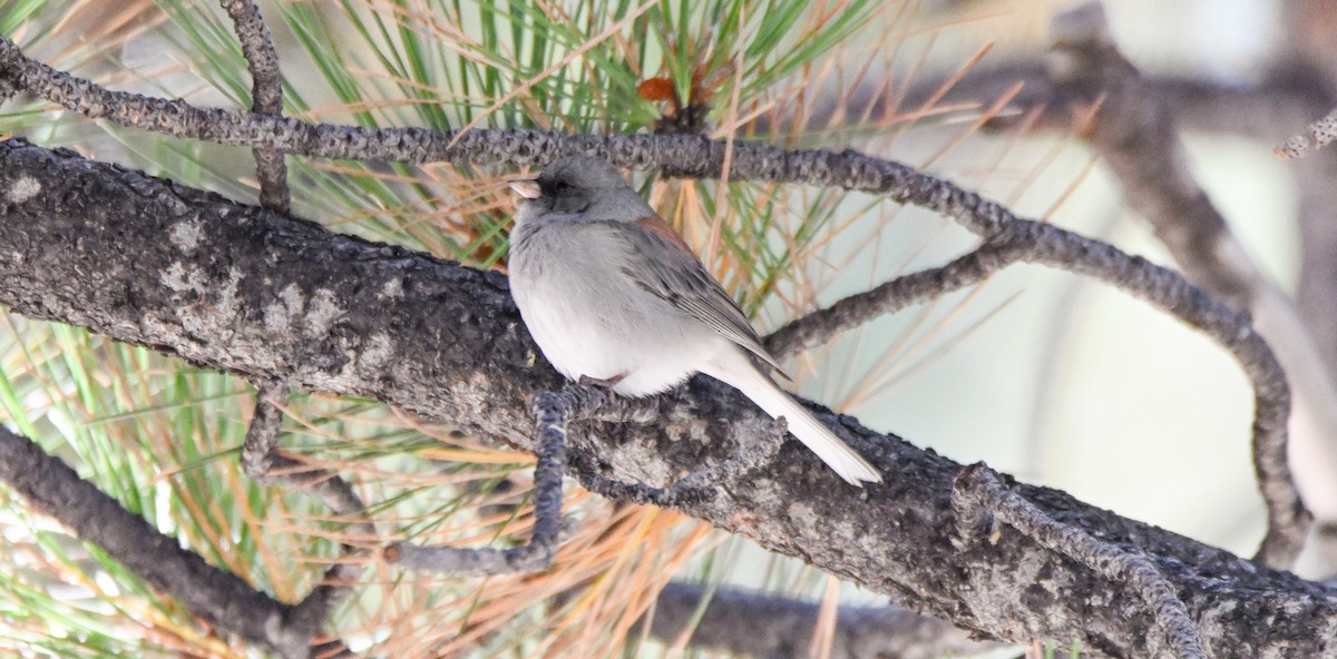 Dark-eyed Junco - ML646144163