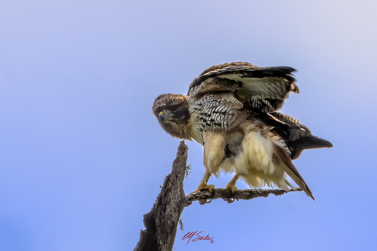 Zapelatz buztangorria - ML646144168