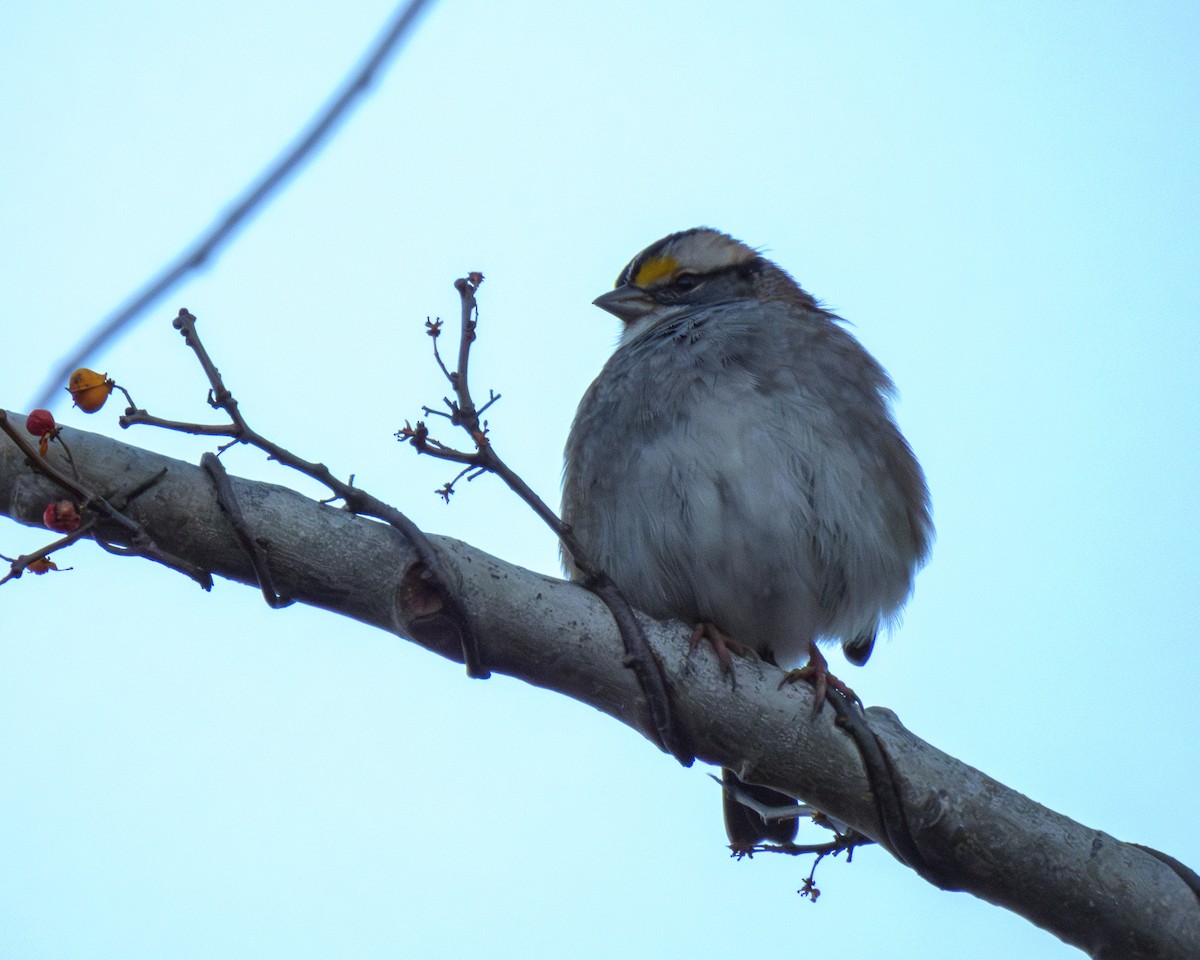 White-throated Sparrow - ML646144169