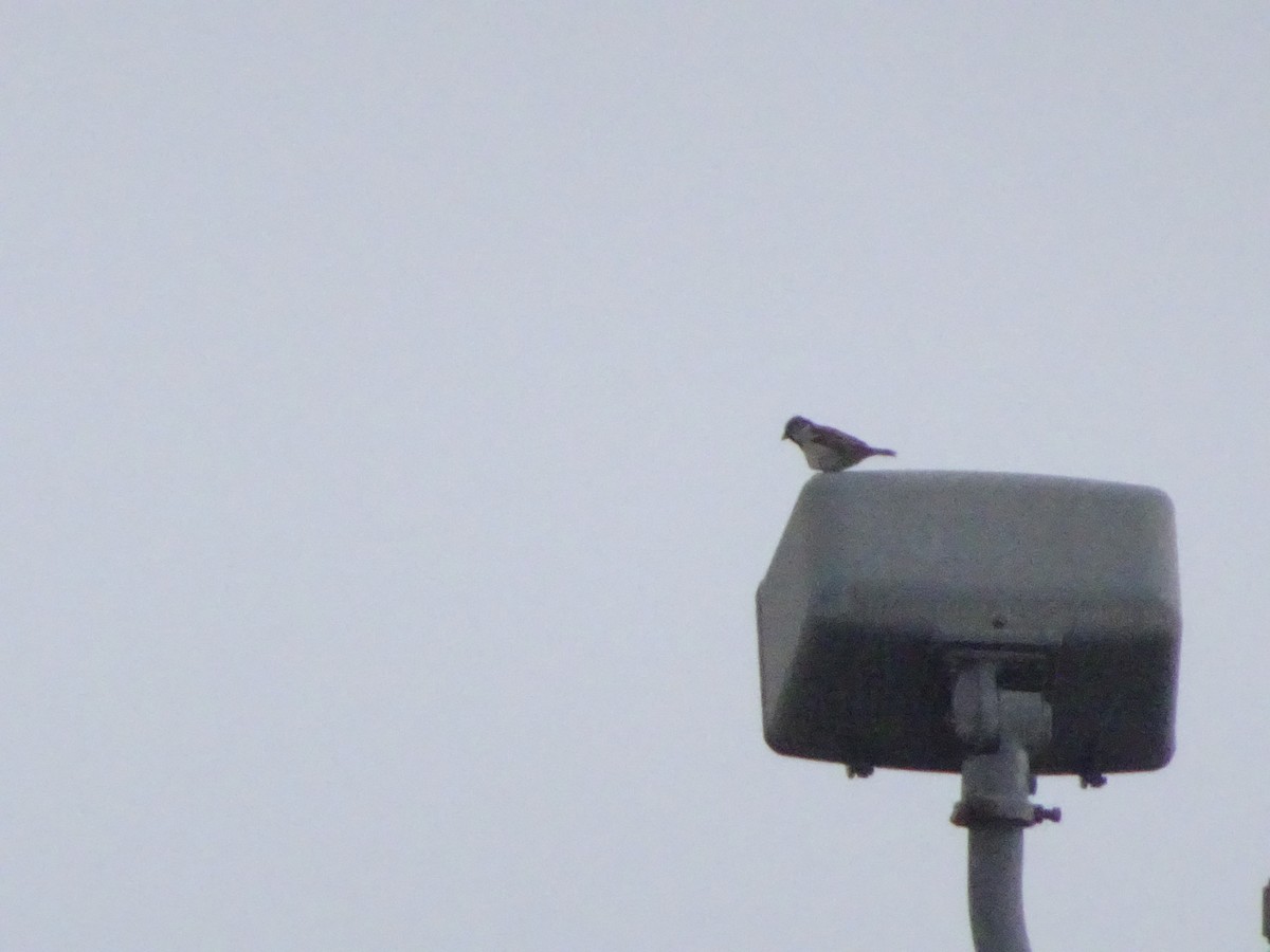 Etxe-txolarrea - ML646144173