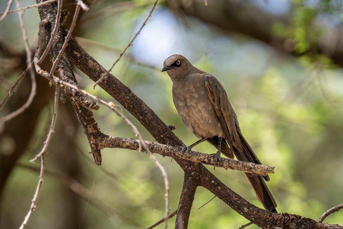 Ashy Starling - ML646144174