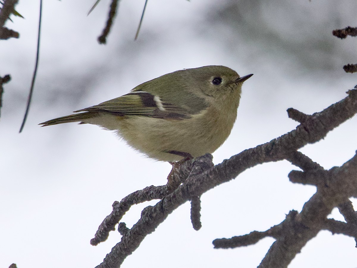 Erregetxo mottogorria - ML646144175