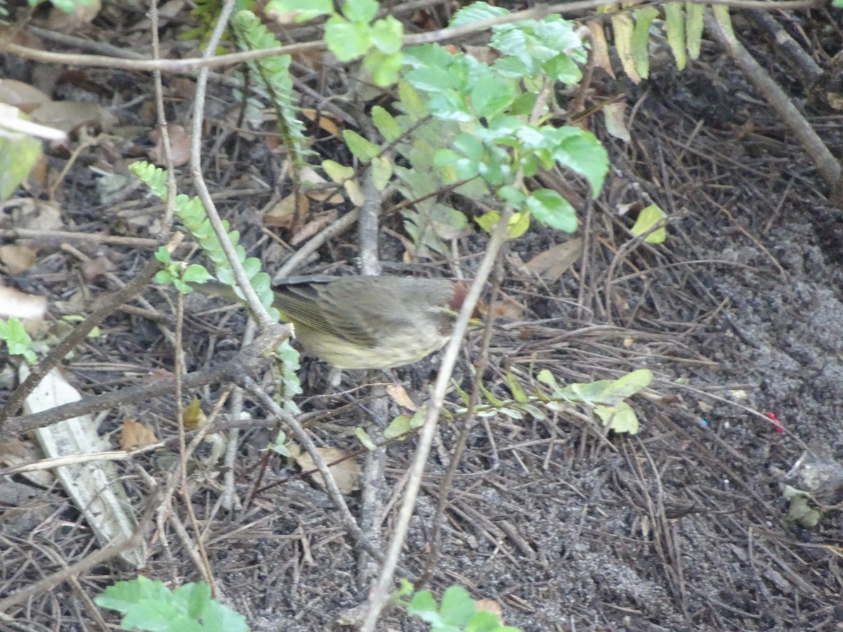 Palm Warbler - ML646144179