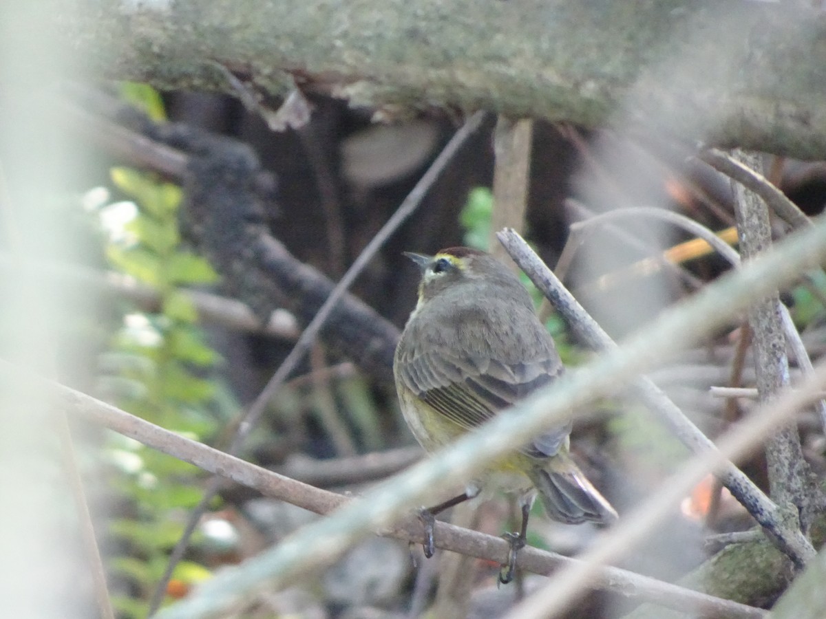 Palm Warbler - ML646144190