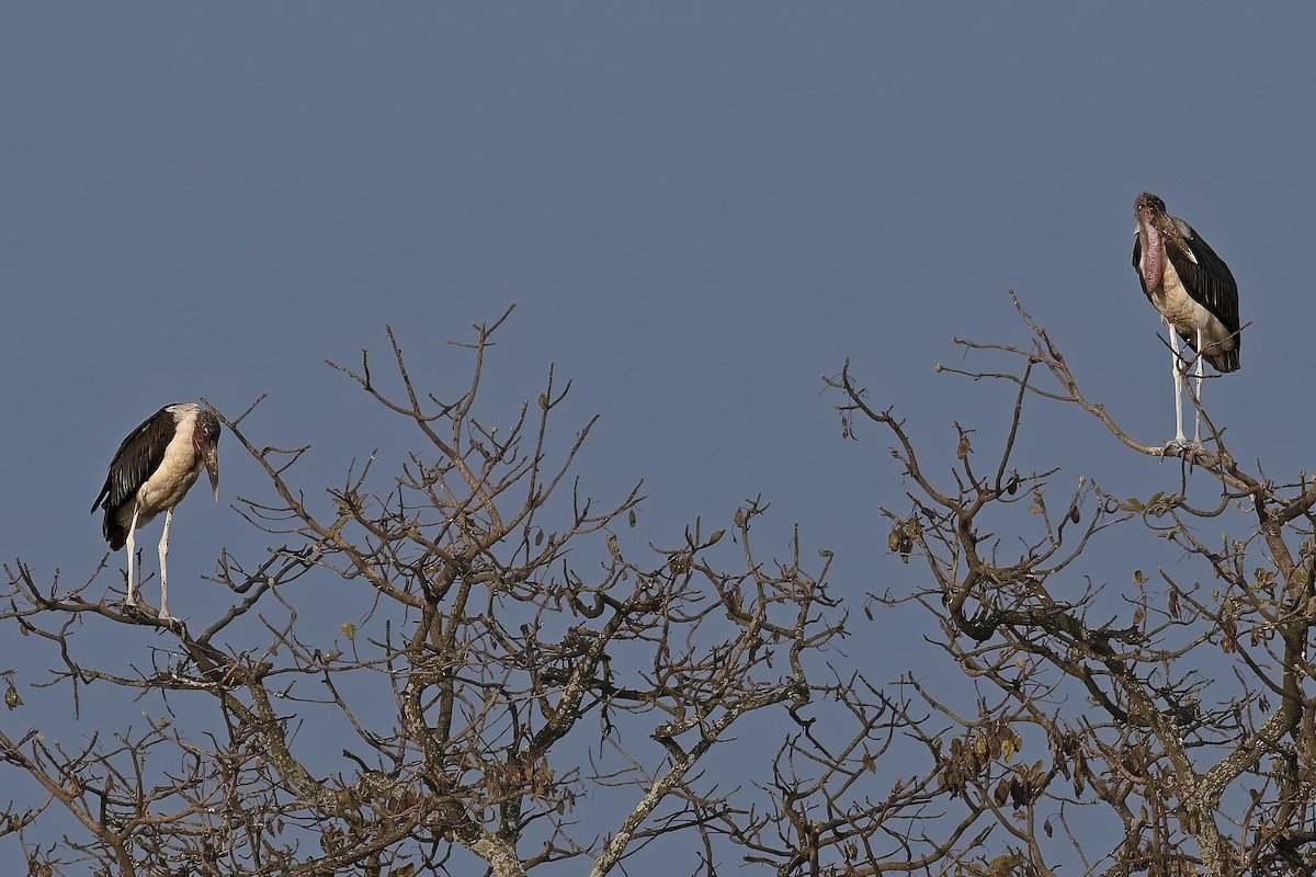 Marabou Stork - ML646144194